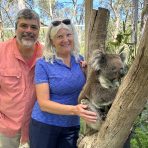  Powell Koala, Cleland Wildlife Park, SA.3